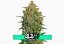 Lemon AK Auto - autoflowering marijuana seeds 5 pcs Fast Buds
