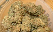 S.A.D. - semillas feminizadas 3 pcs Sweet Seeds
