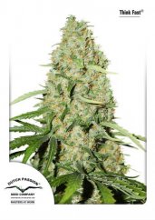 Think Fast® - Feminized Seeds 5pcs of Dutch Passion
