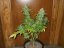TNT Kush - feminisierte Samen 6 Stück Eva Seeds