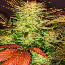 Allkush - Feminized seeds 10 pcs Paradise Seeds
