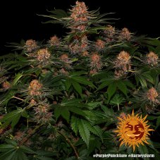 Purple Punch Auto - samonakvétací semínka 3 ks Barney´s Farm