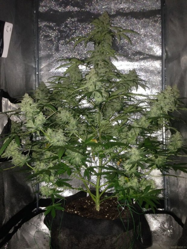 Amnesia Haze Automatic - samokvitnúce semienka 5 ks Royal Queen Seeds