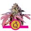 Purple Queen - feminized seeds 5 pcs Royal Queen Seeds