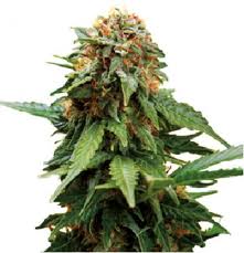 Tangerine Dream – feminizované semienka 10 ks Barney Farms