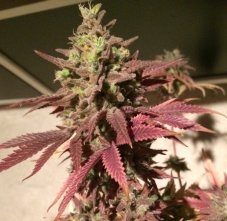 Ananas Skunk - feminizowane nasiona 5 sztuk Humboldt