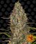 Glue Gelato Auto - autoflowering marijuana seeds 5 pcs Barney´s Farm
