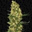 Wappa - 5 ks feminizované semená Paradise Seeds
