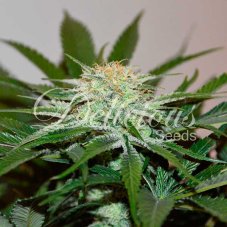 Delicious Seeds Descojack Feminized Seeds