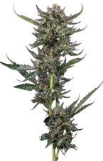 Notorious THC - feminizované semena marihuany 10 ks Humboldt Seed Company