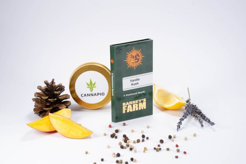 Vanilla Kush – feminizovaná semínka 5 ks Barney's Farm