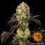 Glookies - feminizowane nasiona marihuany 3 szt. Barney´s Farm
