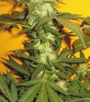 Jack 47 - feminizované semienka 6ks Natural Seeds