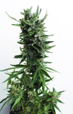 T.H. Seeds Auto Critical HOG samonakvétací semena
