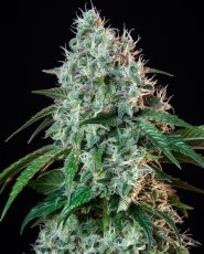 Hulkberry - feminizovaná semínka 5 ks Royal Queen Seeds