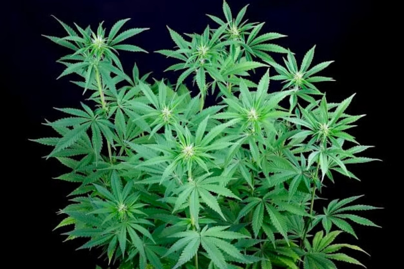 Peyote Zkittlez - feminized cannabis seeds 3 pcs, Seedsman