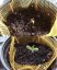 Bubba Kush Auto - fem. a autoflowering semienka 5ks Dinafem
