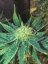 White Widow fast version - feminizovaná semena konopí 3ks, Seedsman