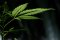 The Most Common Problems When Growing Cannabis - How to Recognize and Solve Them