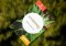 NEW: Seedsman Seedbank in our offer