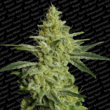 Allkush - feminizované semená 3 ks Paradise Seeds