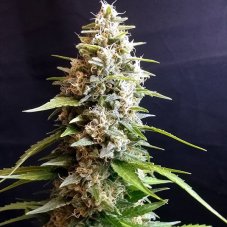 G13 Labs Maltezerz feminized seeds
