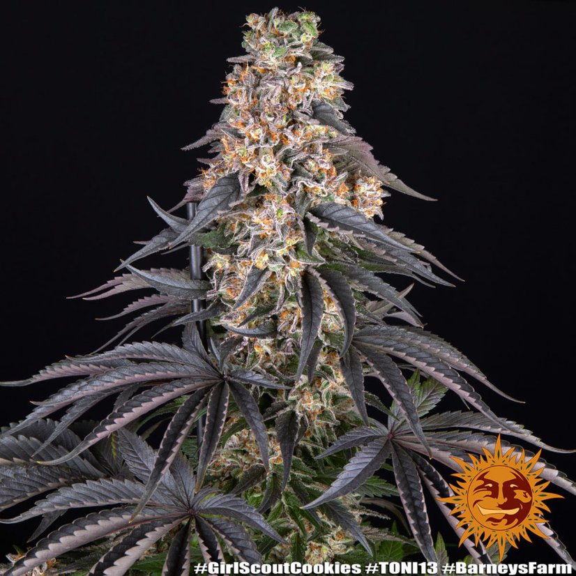 Girl Scout Cookies - feminizované semená, 3 ks, Barneys Farm