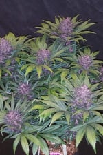 Blackberry Auto Feminizowane Nasiona - 3