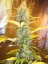 Early Pearl - Nasiona 10 szt. Standardowych Sensi Seeds