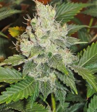 Auto Somango - autoflowering Samen 5 Stück Fair Seeds