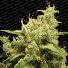 Opium - Feminized Seeds 3 pcs Paradise Seeds