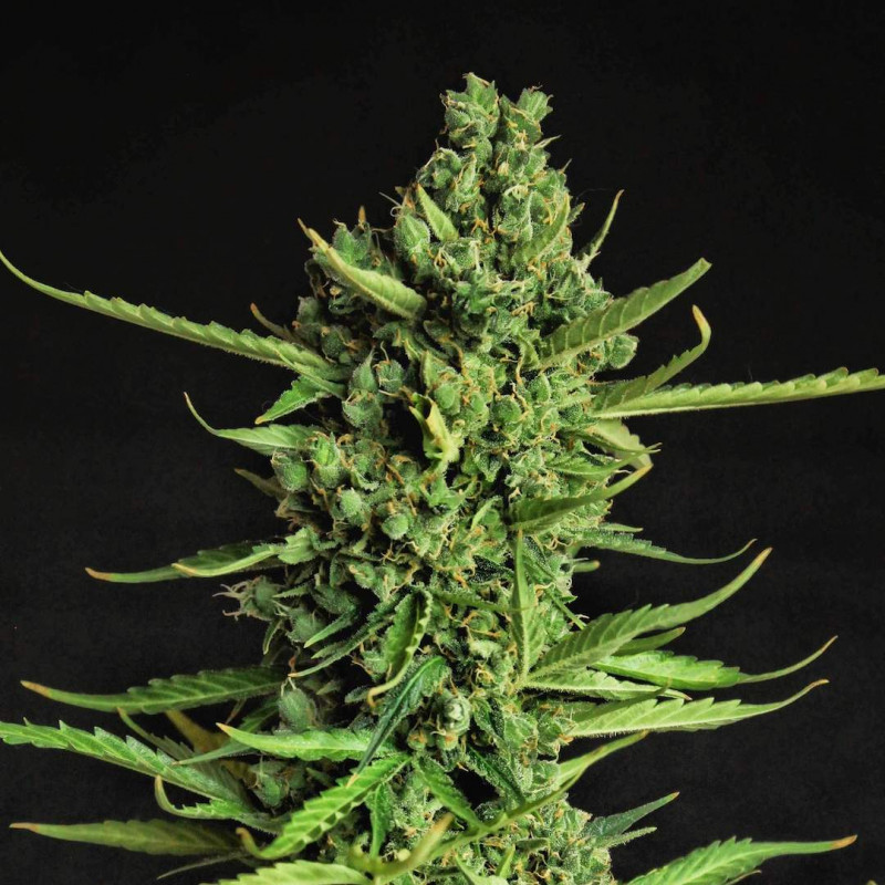 Devotchka - autoflowering seeds 3 ks, Doctor's Choice