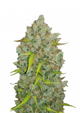 Original BubbleGum Auto Feminizowane Nasiona - 10