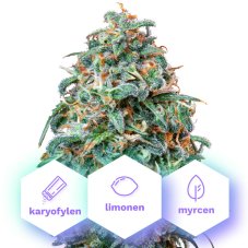 Auto Sunset Sherbet - nasiona kwitnące automatycznie 5 szt Cannapio