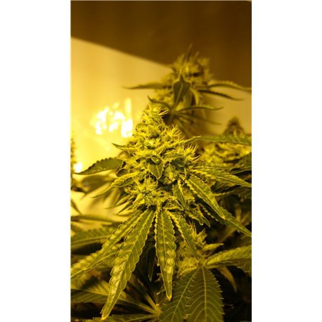 Critical Kush – feminizovaná semena 3 ks Barney´s Farms