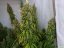 Amnesia Haze 10 ks (Indoor), regulárny semená Hy-Pro