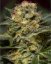 Jack 47 Fast Version - feminizované semienka 10 ks Sweet Seeds