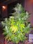 White Widow - Standaryzowane holenderskie nasiona Passion 10ks