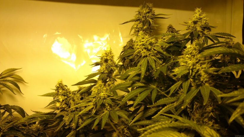 Critical Kush – feminizovaná semena 10 ks Barney´s Farms