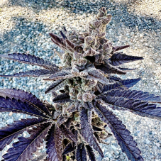 Exotic Genetix Cosmopolis feminizované semená