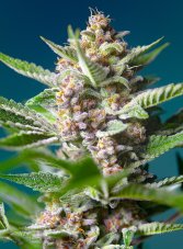 Purple Punch OG - feminizované semienka 3 ks Sweet Seeds