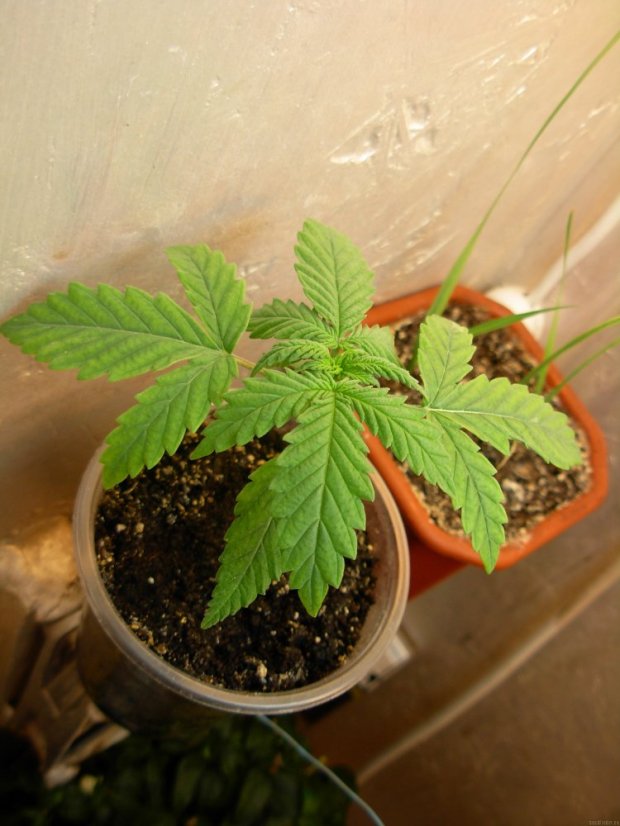 G13 x Haze 18 ks štandardizovaná semienka Mr. Nice