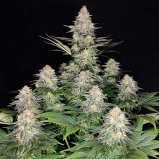 Kraken - Feminisierte Samen, 3 Stück, Buddha Seeds