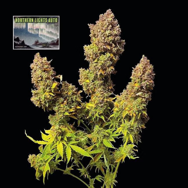 Northern Lights Auto - samonakvétací semena marihuany, 5ks Seedsman