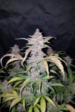 Blackberry Auto Feminizowane Nasiona - 3