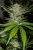 Black D.O.G. - feminizovaná semínka 10ks Humboldt