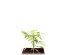 StarRyder autoflowering semínka 3ks Dutch Passion