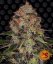 Shiskaberry - feminized marijuana seeds 10 pcs Barney´s Farm