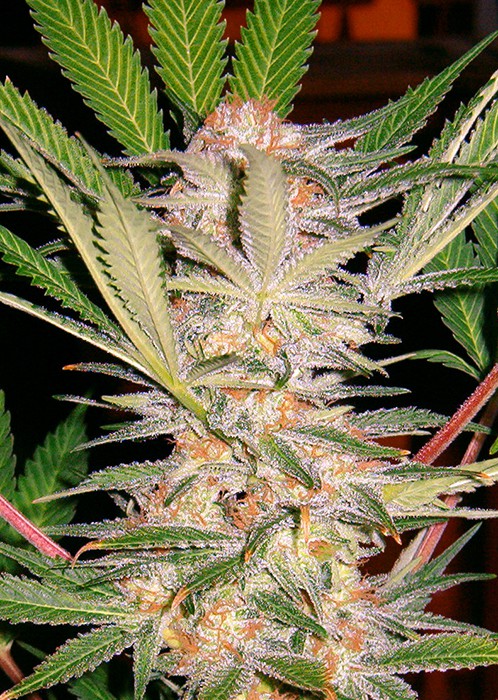 S.A.D. - semillas feminizadas 5 pcs Sweet Seeds