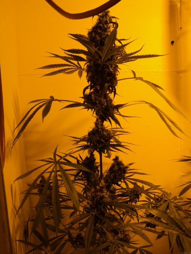 Mango Haze - Standardized Seeds 18 pcs Mr. Nice